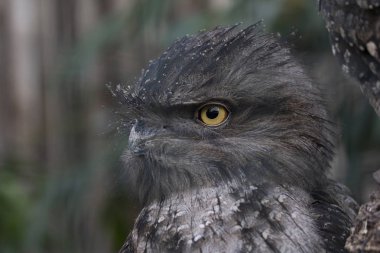 Bir Tawny Frogmouth, profil yakın portre.