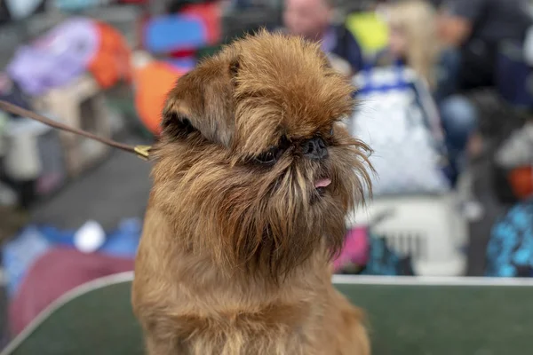 Little Brussels Griffon Dog with his tongue out of his mouth. — Stock Photo, Image