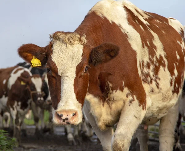 Red and white cow in a herd of other cows. — Stock Photo, Image