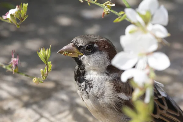 Casa Gorrión comiendo flores de flor en primavera . — Foto de Stock