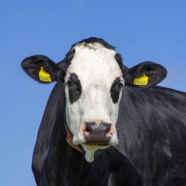 Siyah beyaz blister kafasının yakın portresi.