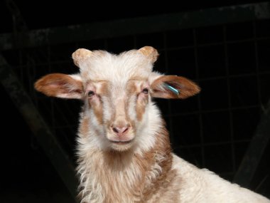 Siyah arka plandaki bir koyunun portresini kapatın.