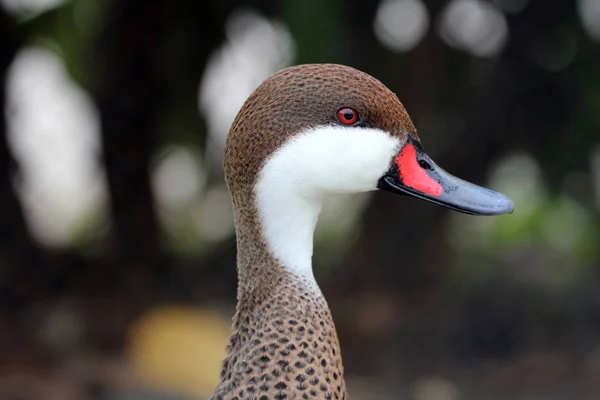 Pintail pássaro branco, um pato com bico vermelho e preto . — Fotografia de Stock