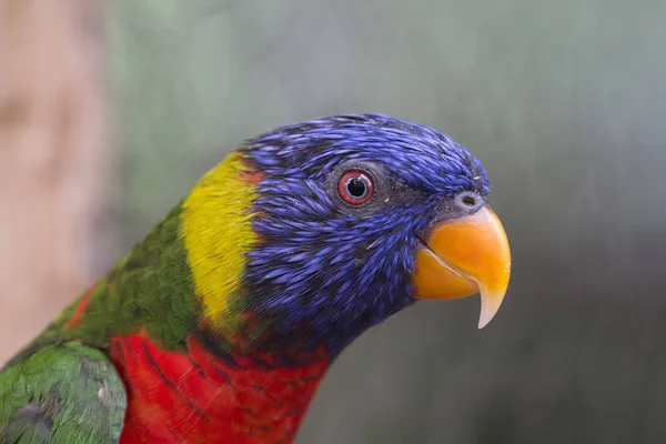 Close up of Blue, Green, Red and Yellow Lorikeet profil . — стоковое фото