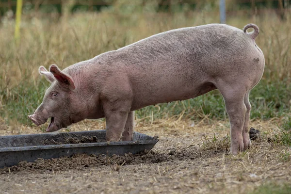 Maialino, maialino, maialino, che mangia da una mangiatoia di metallo . — Foto Stock