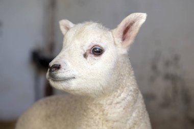 Little adorable lamb, looking innocent and friendly, close up clipart