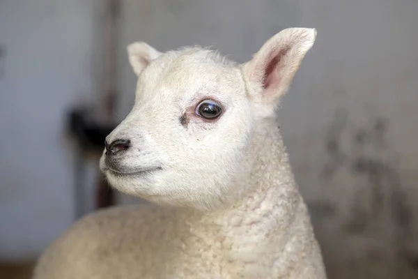 Mała urocza owieczka, wygląda niewinnie i przyjaźnie, z bliska — Zdjęcie stockowe