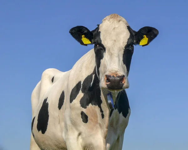 Zwarte gevlekte koe kijkt recht in de camera, kwijlend — Stockfoto