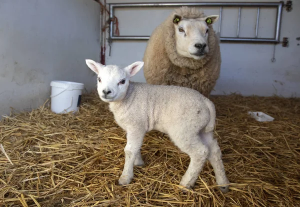 Neonato grazioso agnello bambino in piedi in paglia in una stalla — Foto Stock