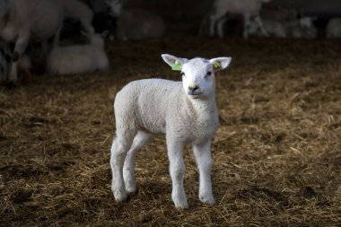 Cute white lamb, iodine on her face, stands in the stable