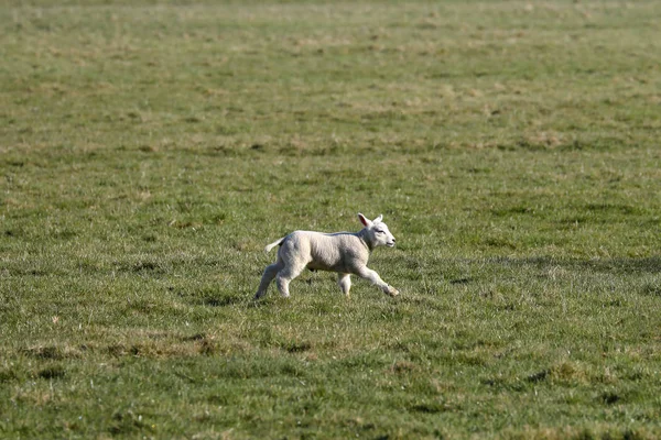 Schattig blij wit pasgeboren lam loopt over een weide — Stockfoto