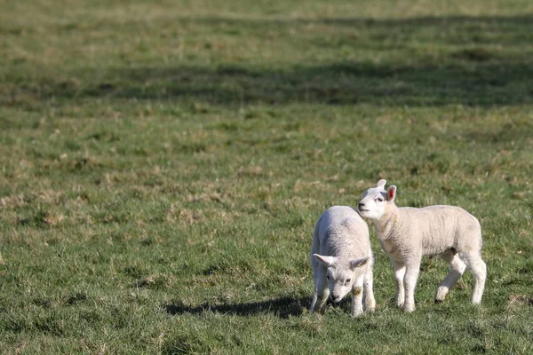 Dwa noworodki słodkie owieczki stojące na zielonej łące — Zdjęcie stockowe
