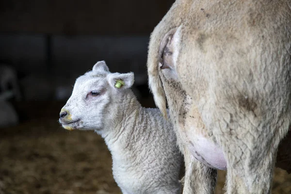 Cute little white lamb stands next the behind of her mother — 스톡 사진