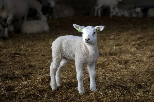 Cute white lamb, iodine on her face, stands in the stable — 스톡 사진
