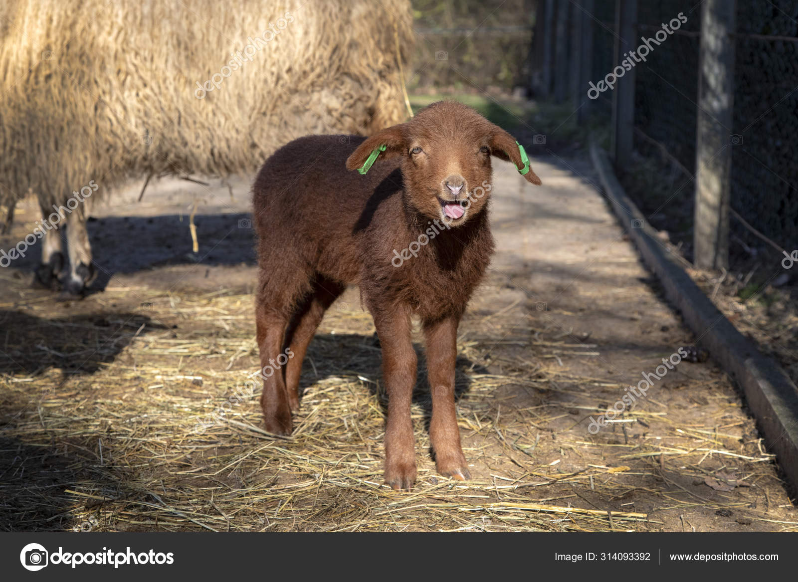 Cordeiro recém-nascido bonito, vista total, páscoa, de pé sobre palha —  Foto © ClaraBastian #314093392, image size:1600x1167