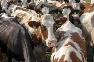 Sığır sürüsü, sığır sürüsü, meraklı bir inek