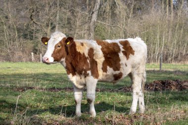 Sevgili savunmasız genç inek, düve rüya görüyor.