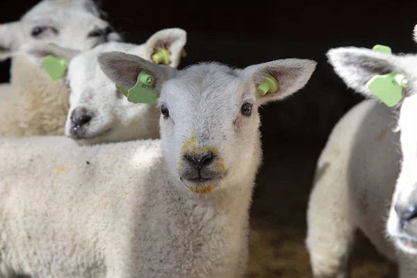 Portrait of a little cute lamb, with iodine on her face, looking — Stock Photo, Image