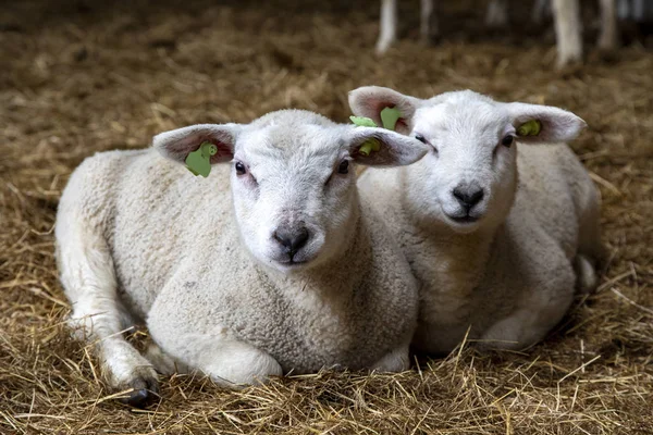 Two cute little lambs lie side by side on the straw in a stable.