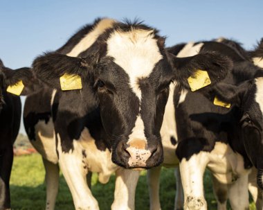 Siyah beyaz, burnu çilli genç bir inek..