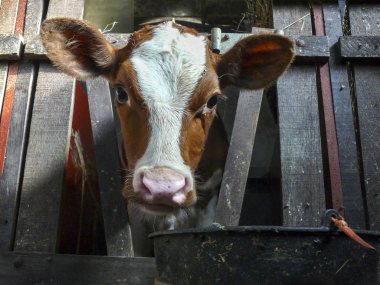 Genç, kırmızı ve beyaz yeni doğmuş buzağı kafasını uzatıyor..