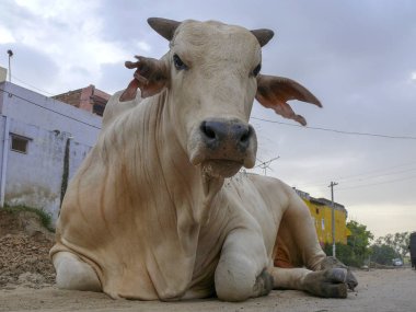 Ağır yaralı kulaklı, kızgın bir inek, bir Zebu..