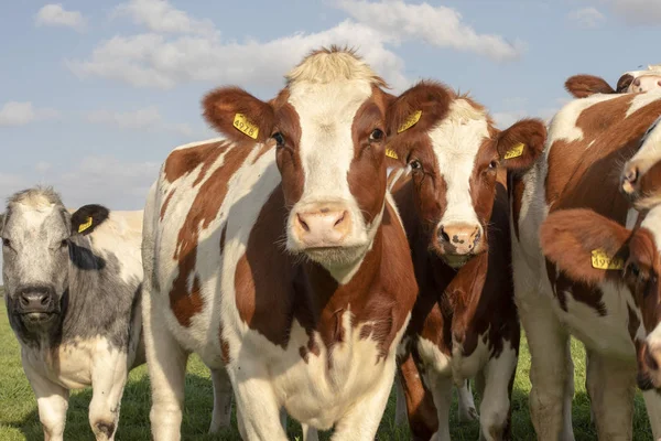 Group of young cows stand together in a pasture under a blue sky — Stock Photo, Image