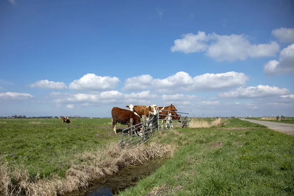 En grupp unga kor står vid ett staket på ängarna.. — Stockfoto