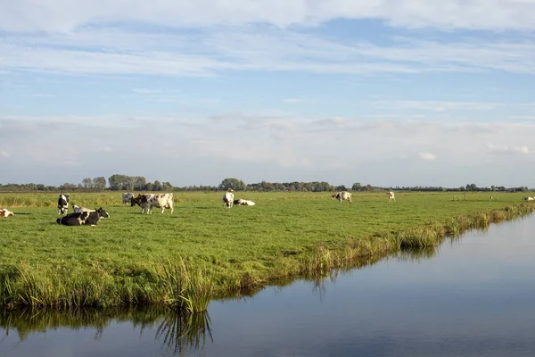 Vacas en paisaje holandés, en un pasto verde con una zanja . — Foto de Stock