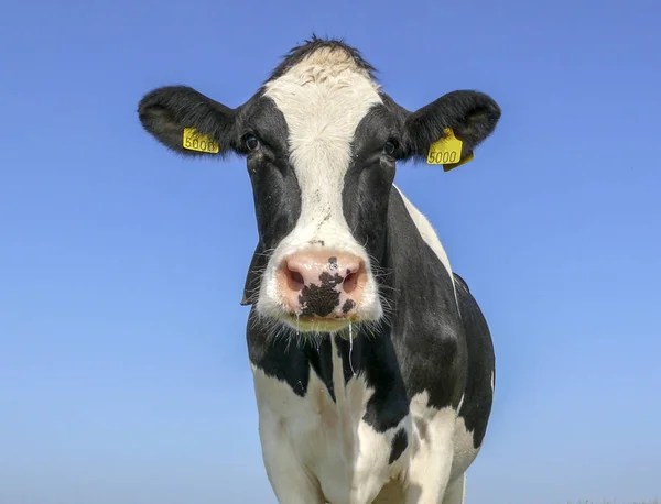 Mittlere Aufnahme einer schwarz-weißen Kuh, dunkle Punkte auf ihrem rosafarbenen Larg — Stockfoto