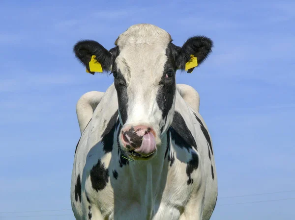 Vaca que recoge la nariz, blanco y negro con marcas para las orejas . —  Fotos de Stock