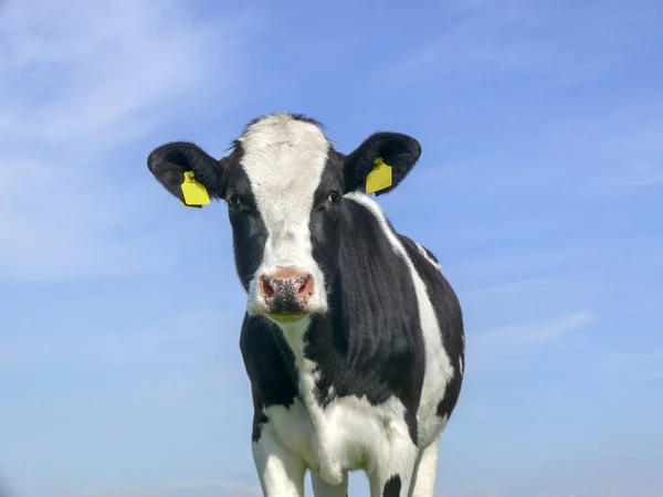 Dopey jonge zwarte gevlekte koe, frontaal uitzicht, blauwe lucht achtergrond. — Stockfoto