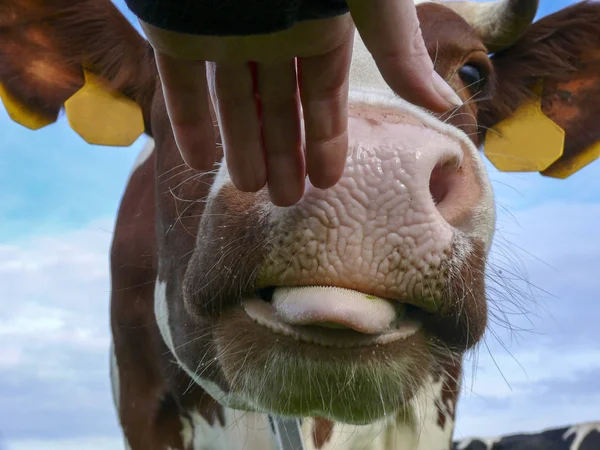 Close up of a cow nose sniffing and licking a hand.