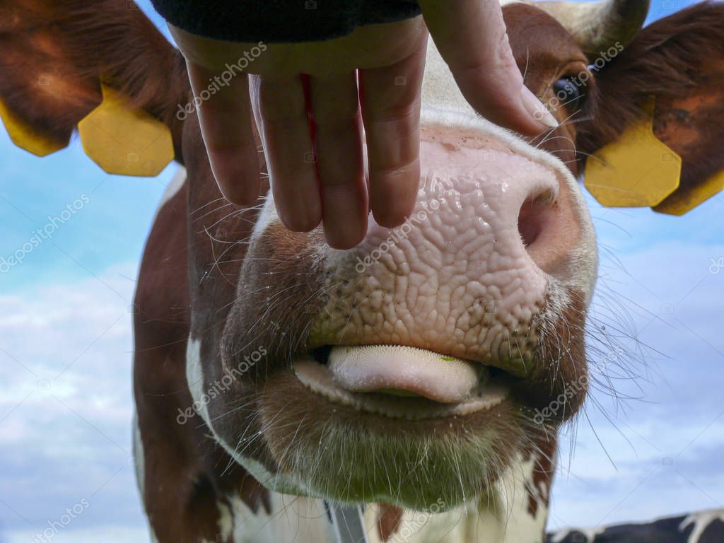 Primo piano di un naso di mucca che annusa e lecca una mano . — Foto stock  di © ClaraBastian #314105126, image size:1024x768