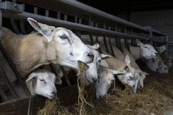 Лінія білої вівці і одна мила баранина, що їсть солому з стійки — стокове фото