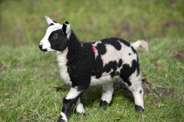 Knuffelig gevlekt, gevlekt zwart-wit lam, op zoek dinky — Stockfoto