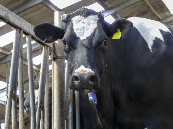 Portrait of a grumpy cow with torn ear in a stable — Stock Photo, Image