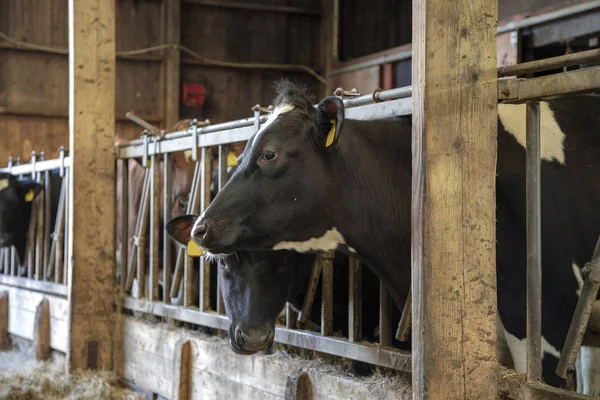 Cheerful cow is standing with its head through fencing. — Stock Photo, Image