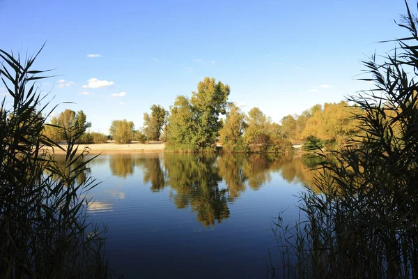 Landscape Forest River — Stock Photo, Image