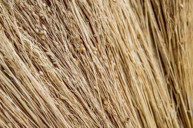 Doku tohumları ile Kurutulmuş saman fotoğraf paralel olarak koydu