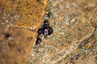 Büyük bir taş tutan birçok deniz salyangozları fotoğraf