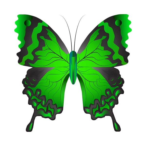 Illustration Vectorielle Papillon Vert Isolé Sur Fond Blanc Avec Des — Image vectorielle