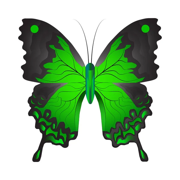 Illustration Vectorielle Papillon Vert Isolé Sur Fond Blanc Avec Des — Image vectorielle