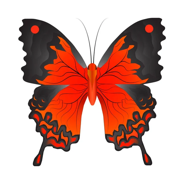Vektor Illustration Des Isolierten Roten Schmetterlings Auf Weißem Hintergrund Mit — Stockvektor