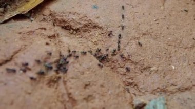 Yere birbiri ardına çalıştıran karınca sürüsü