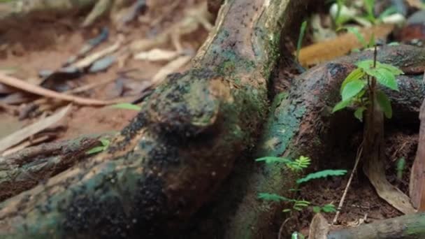 蚂蚁群一个接一个地在树上奔跑 — 图库视频影像