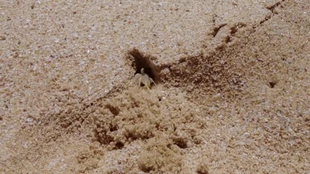 Lilla Krabba Droppande Sand Till Sig Ett Hål Kastar Sand — Stockvideo