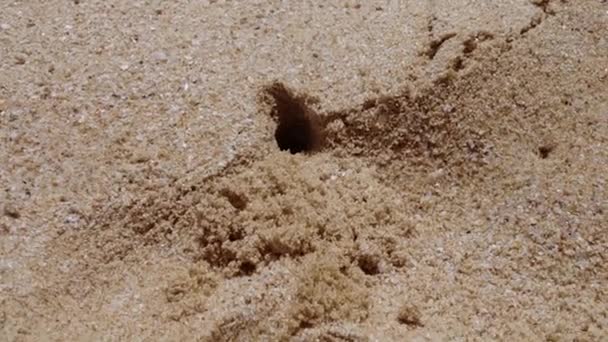 Маленький Краб Капающий Песок Бросает Себя Песок — стоковое видео