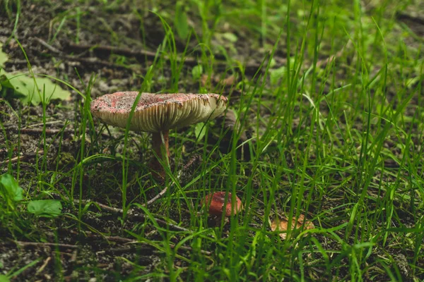 Foto de hongo comestible creciendo en la naturaleza en la hierba gritada —  Fotos de Stock