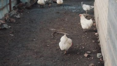 Köydeki kuş çiftliğinde evcil kuşlar ördekler ve uygarlıklar var.